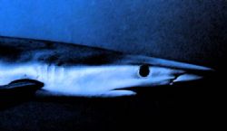 shark by Sergio Loppel 